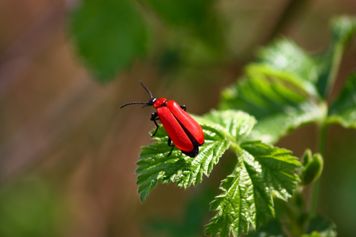 Pyrochroa coccinea?